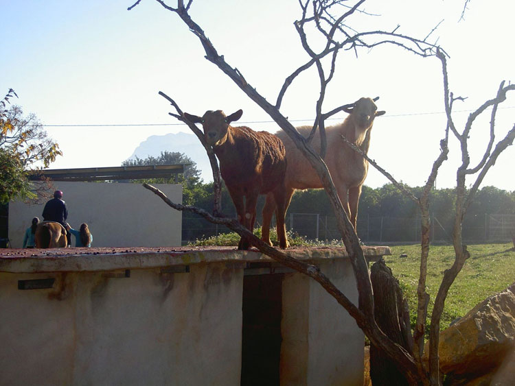 Teràpia amb animals